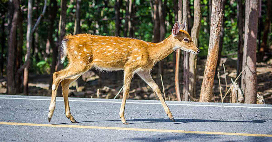 Avoid-Deer-When-Driving-With-These-Tips